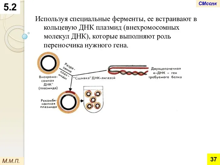 Используя специальные ферменты, ее встраивают в кольцевую ДНК плазмид (внехромосомных