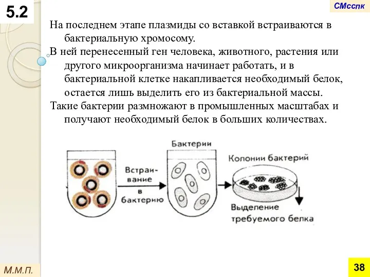 На последнем этапе плазмиды со вставкой встраиваются в бактериальную хромосому.