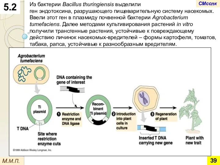 5.2 М.М.П. Из бактерии Bacillus thuringiensis выделили ген эндотоксина, разрушающего