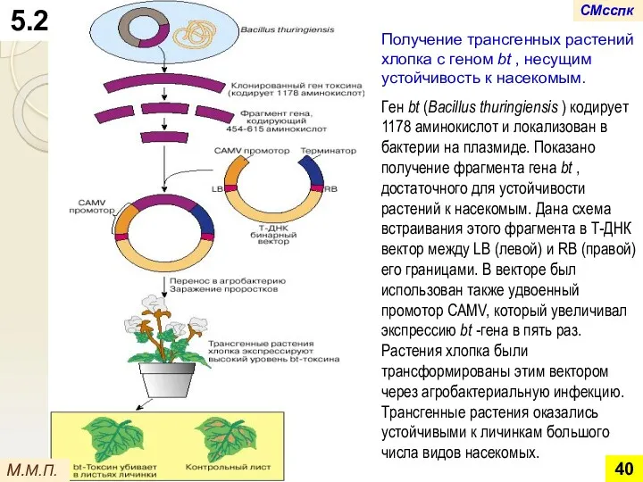 Получение трансгенных растений хлопка с геном bt , несущим устойчивость