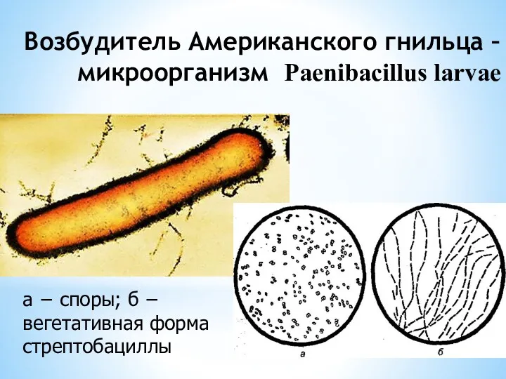 Возбудитель Американского гнильца – микроорганизм Paenibacillus larvae а − споры; б − вегетативная форма стрептобациллы
