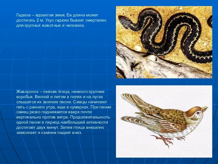 Гадюка – ядовитая змея. Ее длина может достигать 2 м. Укус гадюки бывает