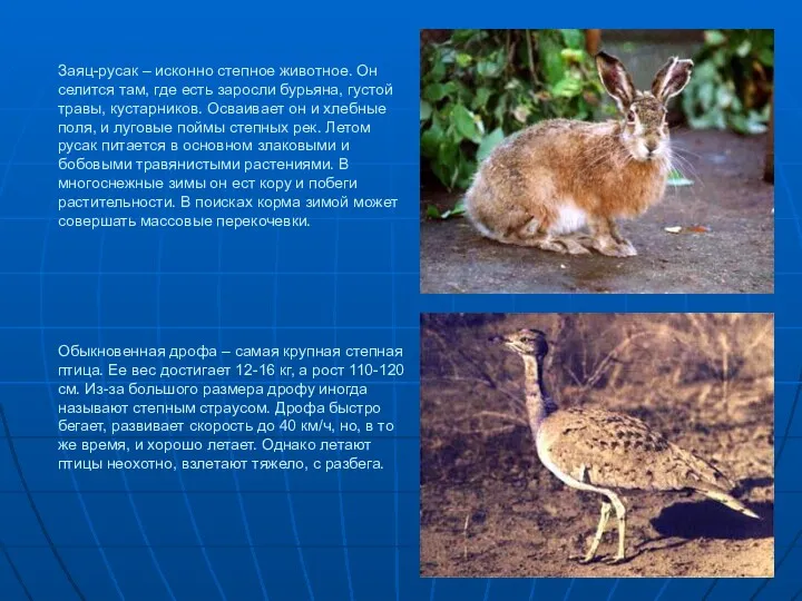 Заяц-русак – исконно степное животное. Он селится там, где есть