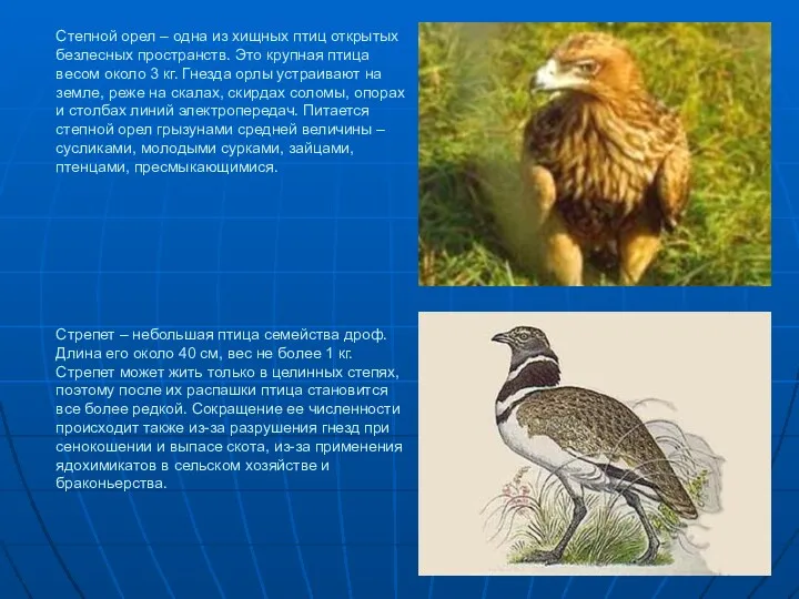 Степной орел – одна из хищных птиц открытых безлесных пространств. Это крупная птица