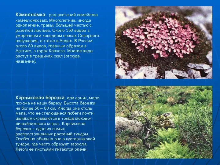 Камнеломка - род растений семейства камнеломковых. Многолетние, иногда однолетние, травы, большей частью с