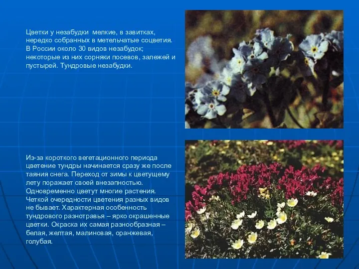 Цветки у незабудки мелкие, в завитках, нередко собранных в метельчатые соцветия. В России