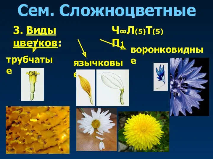 Сем. Сложноцветные 3. Виды цветков: трубчатые язычковые воронковидные Ч∞Л(5)Т(5)П1
