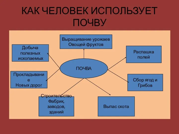 КАК ЧЕЛОВЕК ИСПОЛЬЗУЕТ ПОЧВУ ПОЧВА Выпас скота Сбор ягод и