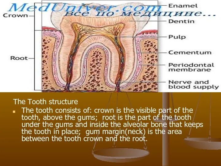 The Tooth structure The tooth consists of: crown is the