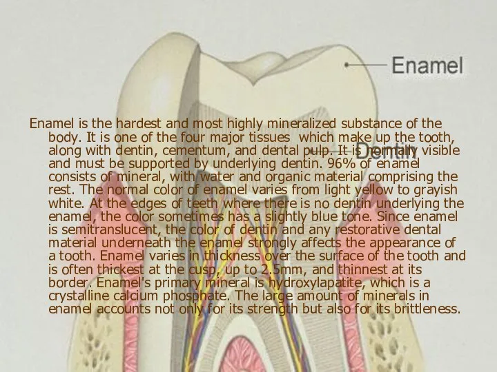 Enamel is the hardest and most highly mineralized substance of