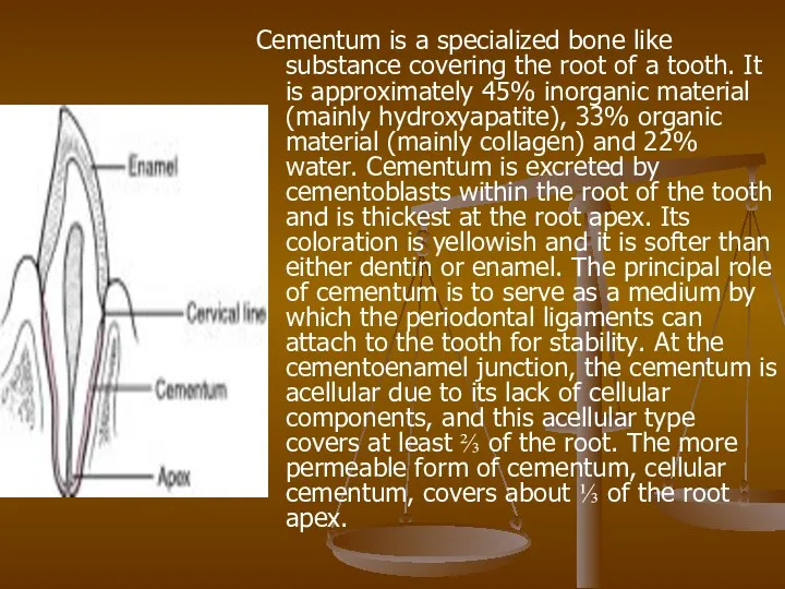 Cementum is a specialized bone like substance covering the root