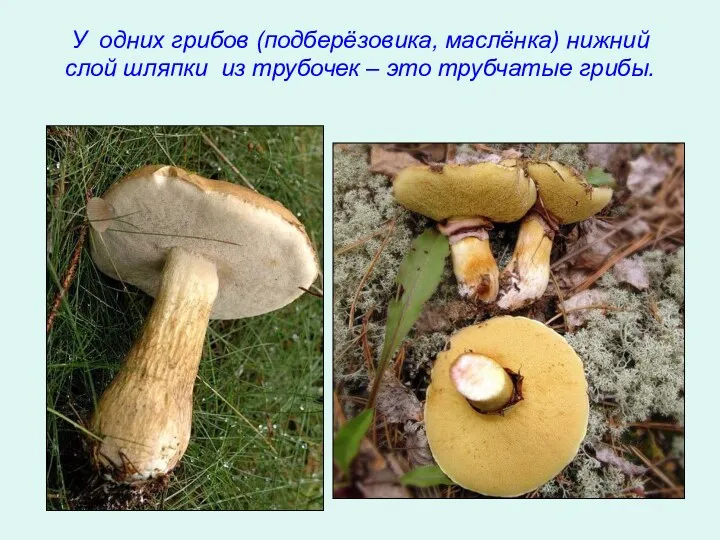 У одних грибов (подберёзовика, маслёнка) нижний слой шляпки из трубочек – это трубчатые грибы.