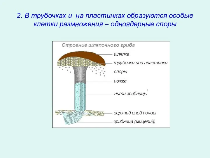2. В трубочках и на пластинках образуются особые клетки размножения – одноядерные споры