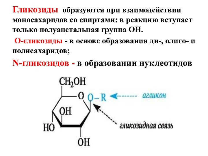 Гликозиды образуются при взаимодействии моносахаридов со спиртами: в реакцию вступает только полуацетальная группа