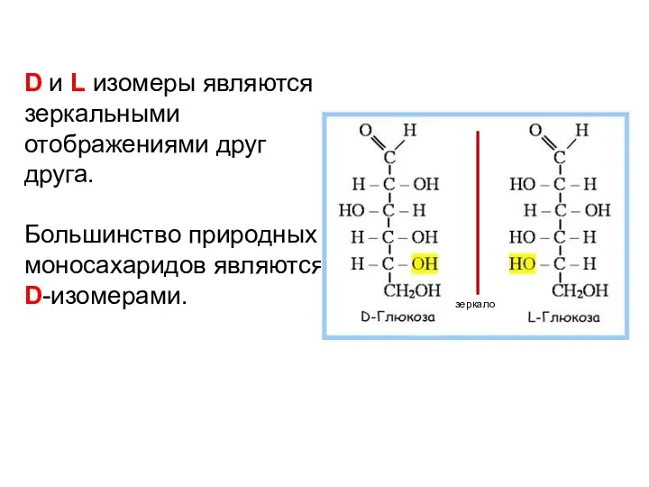 D и L изомеры являются зеркальными отображениями друг друга. Большинство природных моносахаридов являются D-изомерами. зеркало