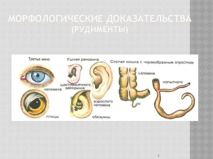 МОРФОЛОГИЧЕСКИЕ ДОКАЗАТЕЛЬСТВА (РУДИМЕНТЫ)