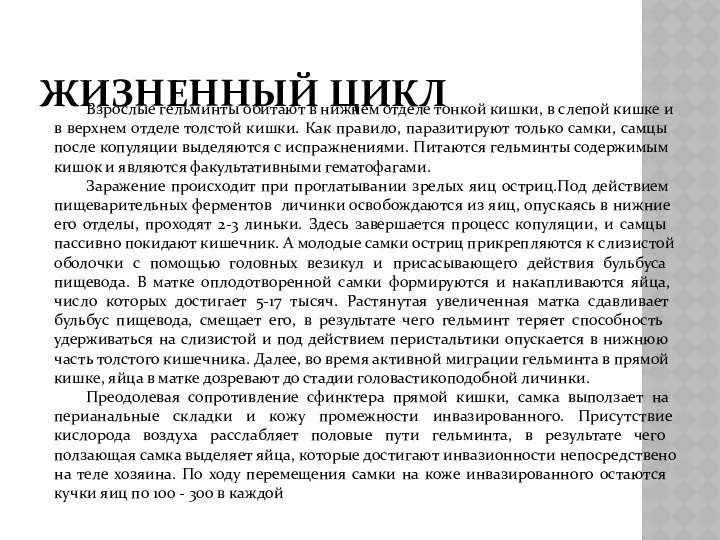 ЖИЗНЕННЫЙ ЦИКЛ Взрослые гельминты обитают в нижнем отделе тонкой кишки,