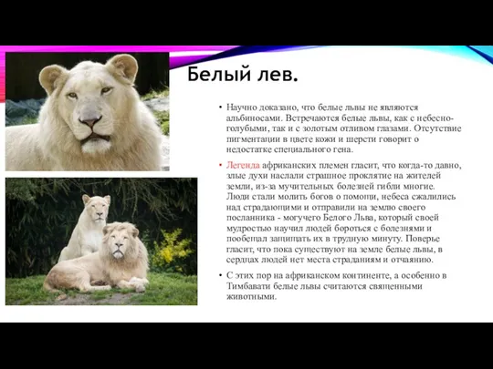 Белый лев. Научно доказано, что белые львы не являются альбиносами.