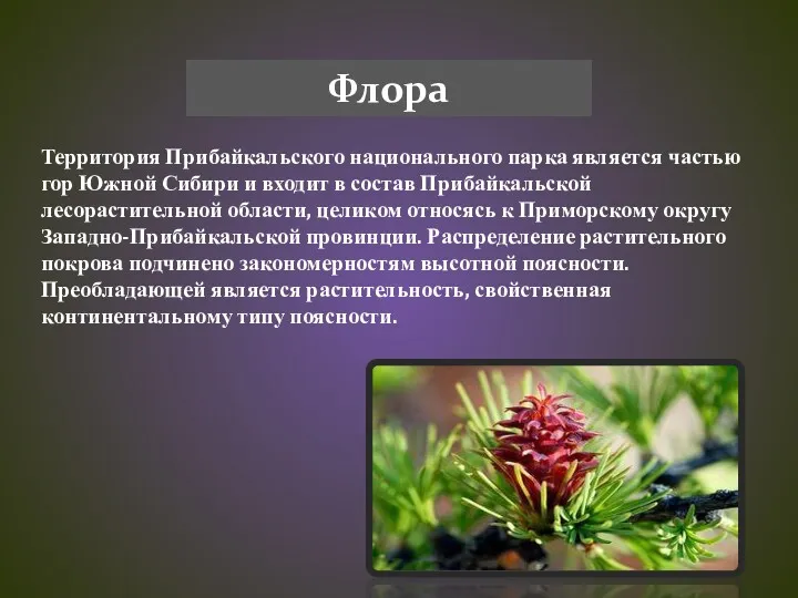 Флора Территория Прибайкальского национального парка является частью гор Южной Сибири