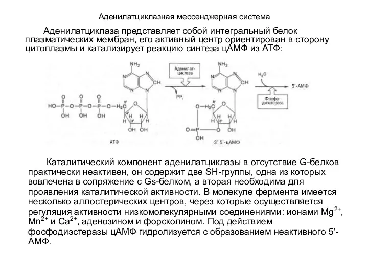 Аденилатциклазная мессенджерная система Каталитический компонент аденилатциклазы в отсутствие G-белков практически