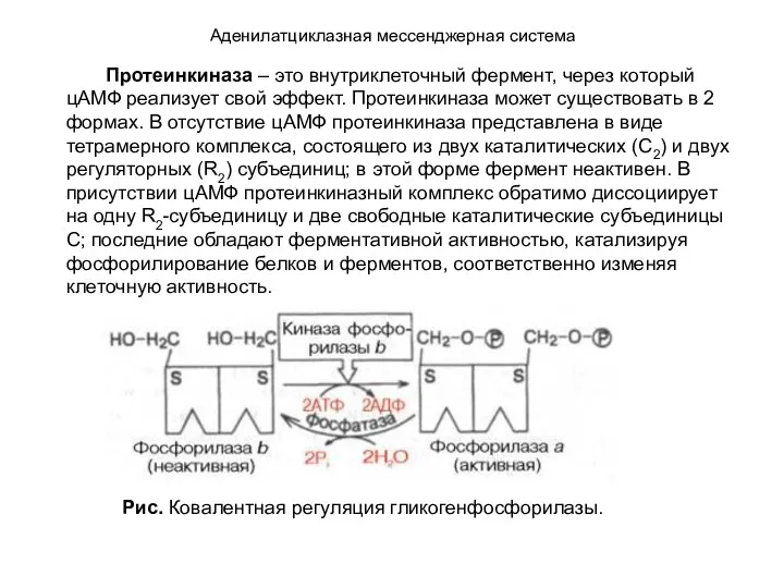 Аденилатциклазная мессенджерная система Протеинкиназа – это внутриклеточный фермент, через который