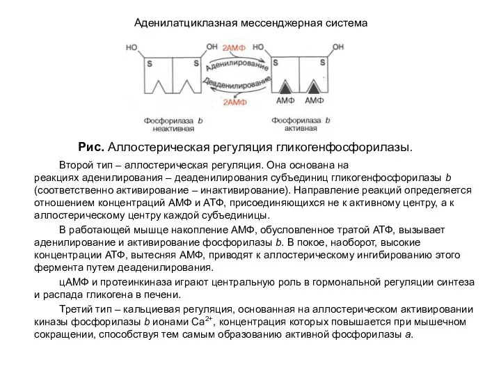 Аденилатциклазная мессенджерная система Второй тип – аллостерическая регуляция. Она основана