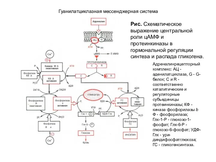 Гуанилатциклазная мессенджерная система Рис. Схематическое выражение центральной роли цАМФ и