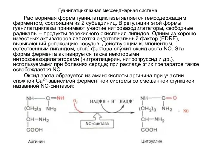 Гуанилатциклазная мессенджерная система Растворимая форма гуанилатциклазы является гемсодержащим ферментом, состоящим