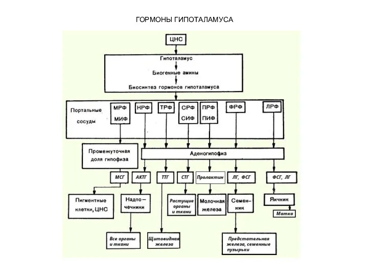 ГОРМОНЫ ГИПОТАЛАМУСА