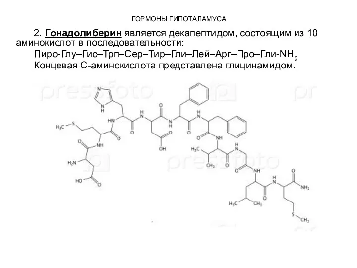 2. Гонадолиберин является декапептидом, состоящим из 10 аминокислот в последовательности: