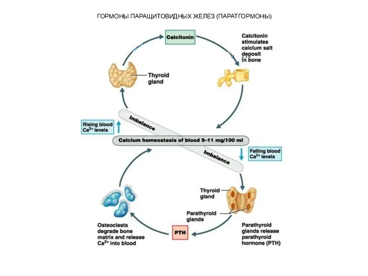 ГОРМОНЫ ПАРАЩИТОВИДНЫХ ЖЕЛЕЗ (ПАРАТГОРМОНЫ)