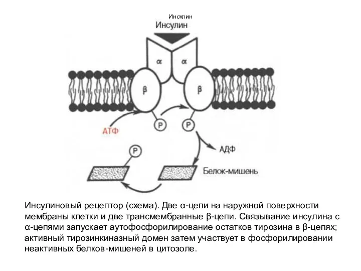 Инсулин Инсулиновый рецептор (схема). Две α-цепи на наружной поверхности мембраны