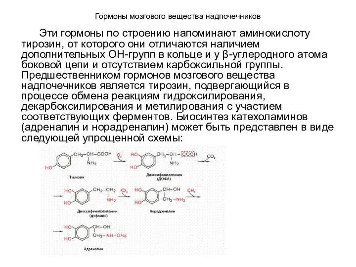 Гормоны мозгового вещества надпочечников Эти гормоны по строению напоминают аминокислоту