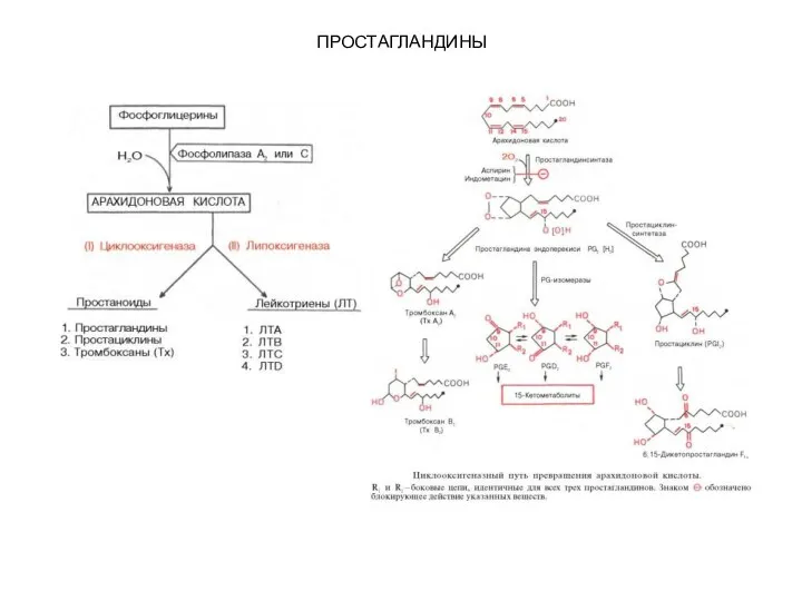 ПРОСТАГЛАНДИНЫ