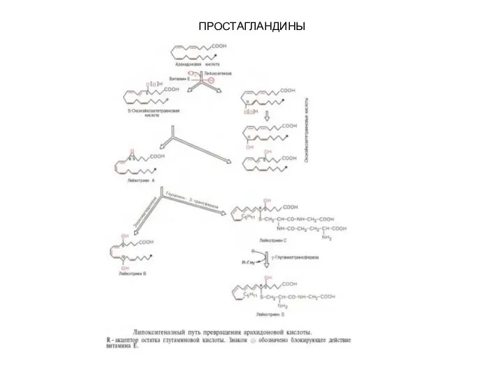 ПРОСТАГЛАНДИНЫ