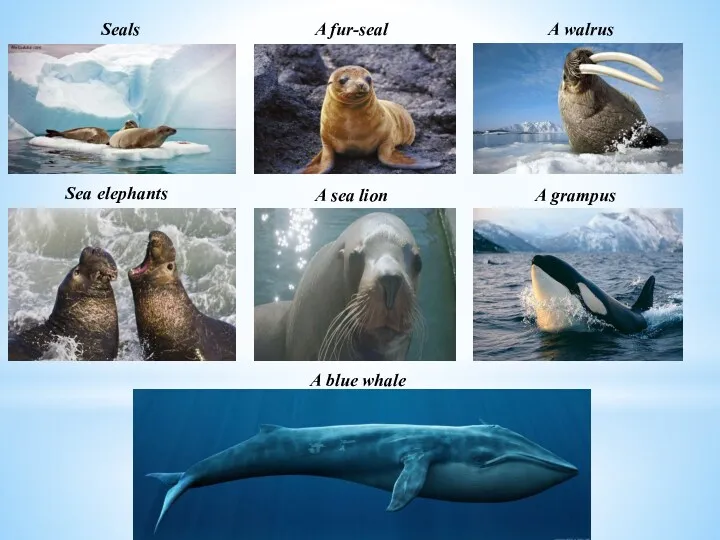 Seals A fur-seal A walrus Sea elephants A sea lion A grampus A blue whale