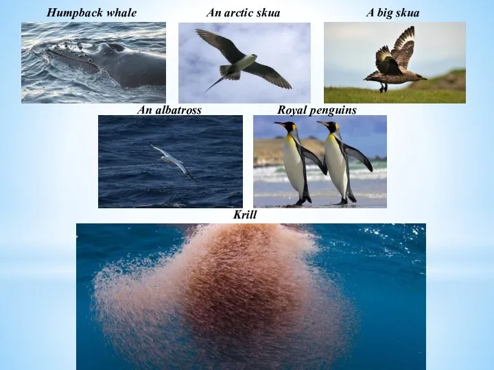 Humpback whale An arctic skua A big skua An albatross Royal penguins Krill