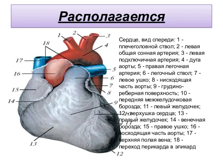 Располагается Сердце, вид спереди: 1 - плечеголовной ствол; 2 -