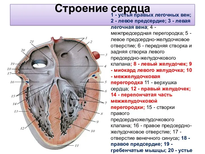 Строение сердца 1 - устья правых легочных вен; 2 -