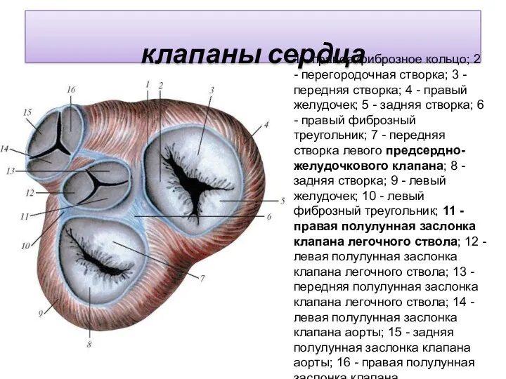 клапаны сердца 1 - правое фиброзное кольцо; 2 - перегородочная