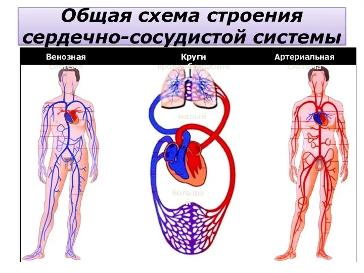 Общая схема строения сердечно-сосудистой системы