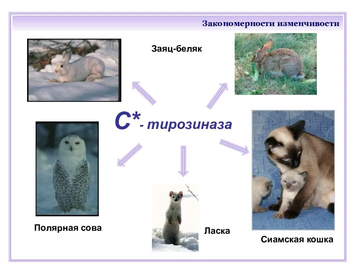 Закономерности изменчивости С*- тирозиназа Ласка Сиамская кошка Заяц-беляк Полярная сова