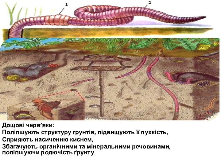 Дощові черв’яки: Поліпшують структуру грунтів, підвищують її пухкість, Сприяють насиченню киснем, Збагачують органічними