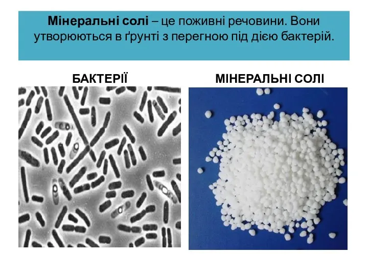 Мінеральні солі – це поживні речовини. Вони утворюються в ґрунті з перегною під