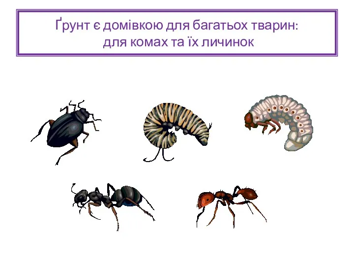 Ґрунт є домівкою для багатьох тварин: для комах та їх личинок