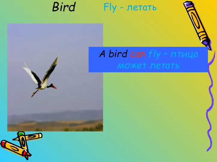 Bird Fly - летать A bird can fly – птица может летать