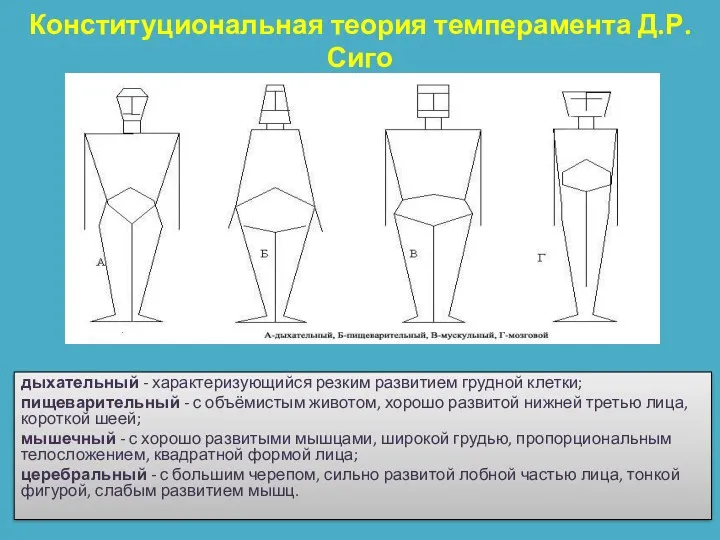 Конституциональная теория темперамента Д.Р. Сиго дыхательный - характеризующийся резким развитием