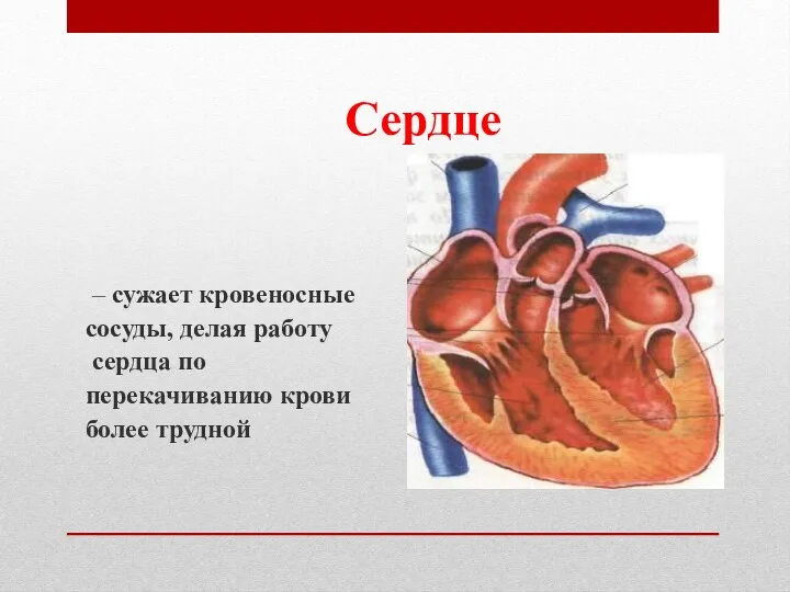 Сердце – сужает кровеносные сосуды, делая работу сердца по перекачиванию крови более трудной