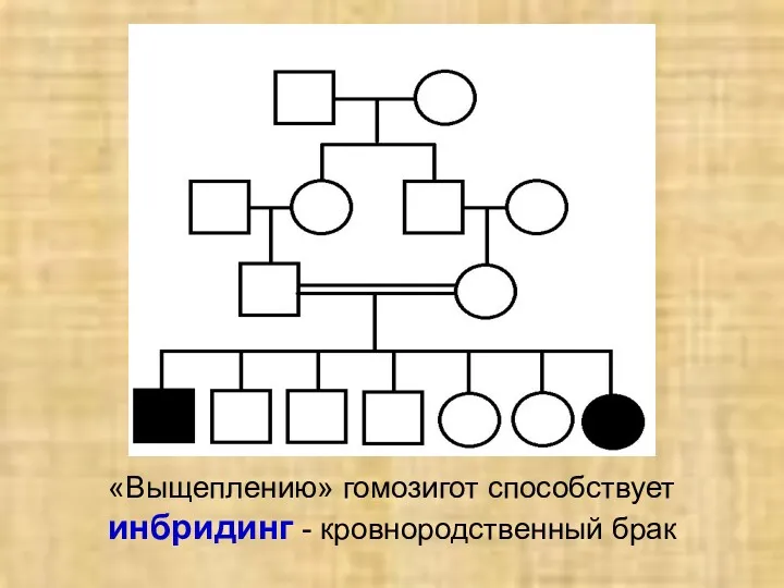 «Выщеплению» гомозигот способствует инбридинг - кровнородственный брак