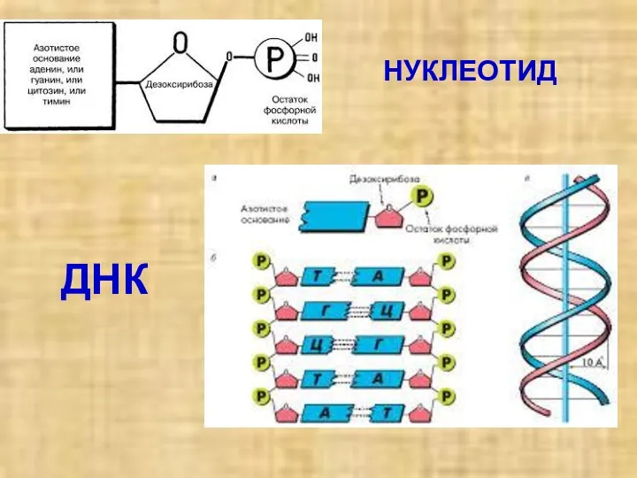 НУКЛЕОТИД ДНК